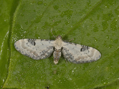 Eupithecia centaureata (Lime-speck Pug)