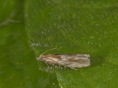 Eucosma cana (Tistelengvikler)