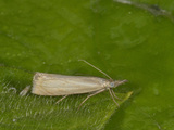 Chrysoteuchia culmella (Årenebbmott)