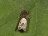 Notocelia cynosbatella (Yellow-faced Bell)