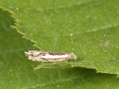 Ancylis apicella (Stripesigdvikler)