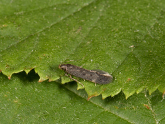 Gelechiidae (Båtmøll)