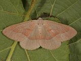 Hylaea fasciaria (Barred Red)