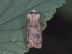 Agrotis clavis (Brunpudret jordfly)