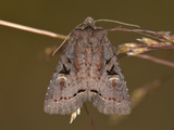 Hillia iris (Iris Rover Moth)