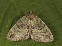 Hydriomena furcata (July Highflyer)