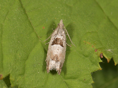 Epinotia ramella (Small Birch Bell)