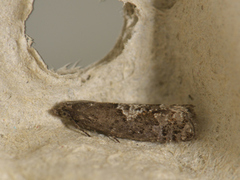 Epinotia brunnichana (Grå kveldvikler)