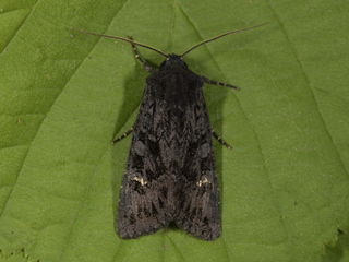 Aporophyla nigra (Black Rustic)