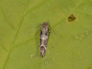 Mompha sturnipennella (Kentish Cosmet)