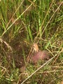 Maniola jurtina (Meadow Brown)