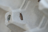 Bryotropha similis/senectella/affinis/umb..