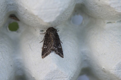 Mamestra brassicae (Cabbage Moth)