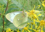 Colias palaeno (Moorland Clouded Yellow)