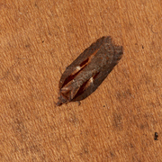 Acleris hastiana (Sallow Button)