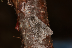 Brachionycha nubeculosa (Vårlurvefly)