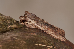 Lithophane socia (Brunt kappefly)