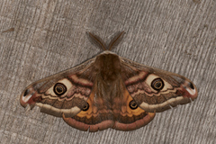 Saturnia pavonia (Emperor Moth)