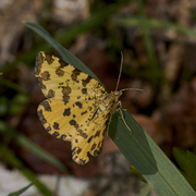 Pseudopanthera macularia (Speckled Yellow)