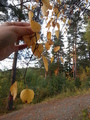 Birch (Betula)