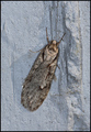 Semioscopis avellanella (Early Flat-body)