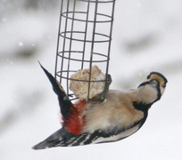 Great Spotted Woodpecker (Dendrocopos major)
