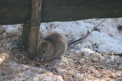 Common rat (Rattus norvegicus)