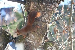 Eurasian Red Squirrel (Sciurus vulgaris)