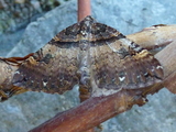 Anticlea badiata (Brun rosemåler)