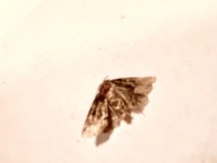 Oligia latruncula (Tawny Marbled Minor)