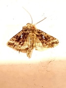Autographa pulchrina (Fiolettbrunt metallfly)