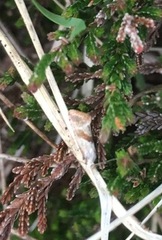 Falseuncaria ruficiliana (Red-fringed Conch)