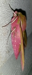 Deilephila elpenor (Stor snabelsvermer)