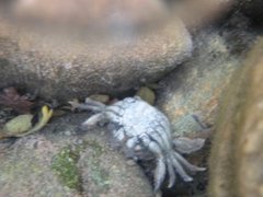 Crab spiders (Thomisidae)