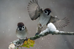 Eurasian Tree Sparrow (Passer montanus)