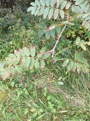 Rowan (Sorbus aucuparia)