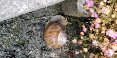 Roman Snail (Helix pomatia)