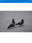 Feral Pigeon (Columba livia domestica)