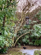 Common Blackbird (Turdus merula)