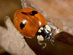 Adalia bipunctata (Two-spot Ladybird)