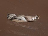 Nyctegretis lineana (Agate Knot-horn)