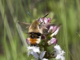 Hemaris tityus (Narrow-bordered Bee Hawk-moth)