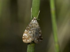 Elophila nymphaeata (Flekkdammott)