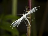 Pterophorus pentadactyla (White Plume)