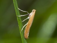 Caloptilia rufipennella (Small Red Slender)