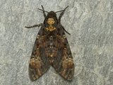 Acherontia atropos (Death's-head Hawk-moth)