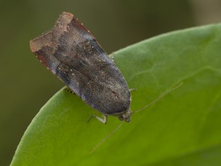 Noctua janthe (Lesser Broad-bordered Yellow)