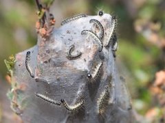Eriogaster arbusculae (Dvergbjørkspinner)