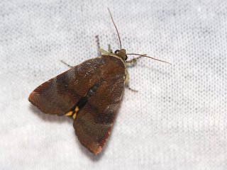 Noctua janthe (Fiolett båndfly)