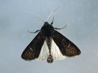 Aporophyla nigra (Stort lyngheifly)